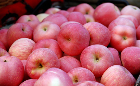 山东烟台苹果近期价格跌幅约30% 部分果农陆续将苹果存入冷库
