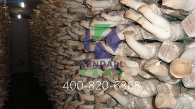 种植菌菇经济效益好 建造保鲜库可灵活调控上市、销售时间